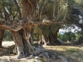 Sardinien 44