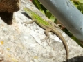 Sardinien 45