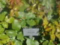 Insel Mainau 031